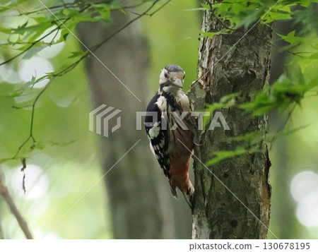A great spotted woodpecker pecking at a tree trunk 130678195