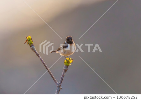 A male Stonechat relaxing in the morning sun 130678252
