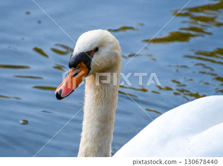 燕子天鵝臉的上升 130678440