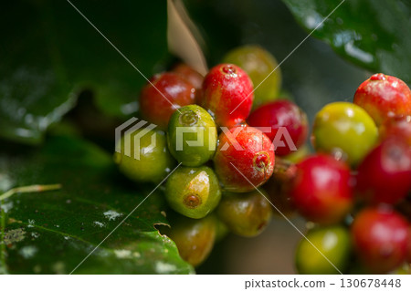 Farmer concept harvest fruit ripe coffee seed robusta arabica berry close up fresh green leaf bean picking orange crop red yellow berries raw plant tree farm growth blur background eco organic garden 130678448
