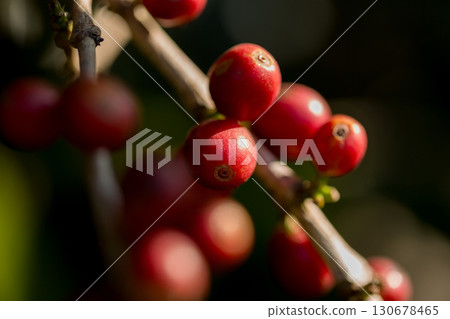 Farmer concept harvest fruit ripe coffee seed robusta arabica berry close up fresh green leaf bean picking orange crop red yellow berries raw plant tree farm growth blur background eco organic garden 130678465