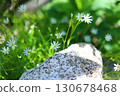 阿爾卑斯山的高山植物：高海拔地區盛開的美麗山花 | 登山與自然照片 130678468