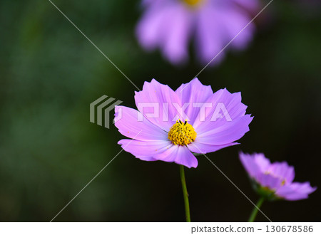 Blooming cosmos flowers Blooming cosmos flowers 130678586