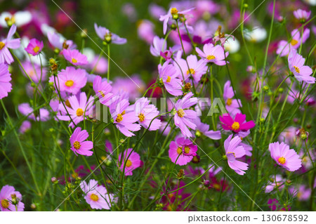 盛開的波斯菊田 130678592