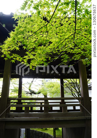 The greenery of the temple grounds in Kyoto 130678637