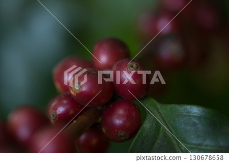 Farmer concept harvest fruit ripe coffee seed robusta arabica berry close up fresh green leaf bean picking orange crop red yellow berries raw plant tree farm growth blur background eco organic garden Farmer concept harvest fruit ripe coffee seed robusta arabica berry close up fresh green leaf bean picking orange crop red yellow berries raw plant tree farm growth blur background eco organic garden 130678658