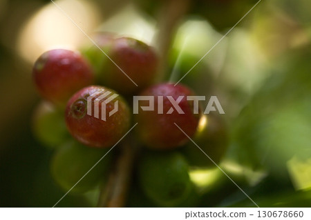Farmer concept harvest fruit ripe coffee seed robusta arabica berry close up fresh green leaf bean picking orange crop red yellow berries raw plant tree farm growth blur background eco organic garden Farmer concept harvest fruit ripe coffee seed robusta arabica berry close up fresh green leaf bean picking orange crop red yellow berries raw plant tree farm growth blur background eco organic garden 130678660