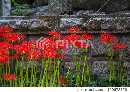 A photo of bright red spider lilies blooming in a row in front of a stone monument. "Kawahigashi Park, Maniwa City, Okayama Prefecture." 130678758