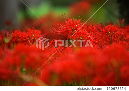 一片鮮紅的花海中，一株鮮紅的彼岸花格外引人注目，巍然挺立。 “岡山縣真庭市川東公園” 130678854