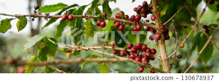 Farmer concept harvest fruit ripe coffee seed robusta arabica berry close up fresh green leaf bean picking orange crop red yellow berries raw plant tree farm growth blur background eco organic garden Farmer concept harvest fruit ripe coffee seed robusta arabica berry close up fresh green leaf bean picking orange crop red yellow berries raw plant tree farm growth blur background eco organic garden 130678937