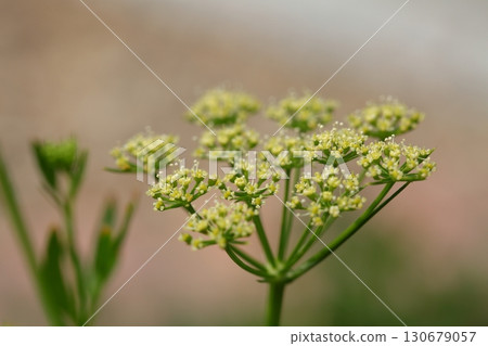 意大利歐芹花 意大利歐芹花 130679057