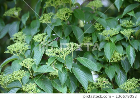 Dogwood flower buds 130679058