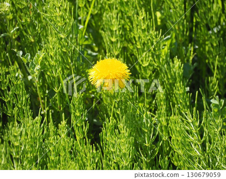 Dandelions blooming in the greenery 130679059