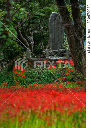 A photo of the square in front of the stone monument, where cluster amaryllis flowers in full bloom create a carpet of flowers. "Kawahigashi Park, Maniwa City, Okayama Prefecture" A photo of the square in front of the stone monument, where cluster amaryllis flowers in full bloom create a carpet of flowers. "Kawahigashi Park, Maniwa City, Okayama Prefecture" 130679081