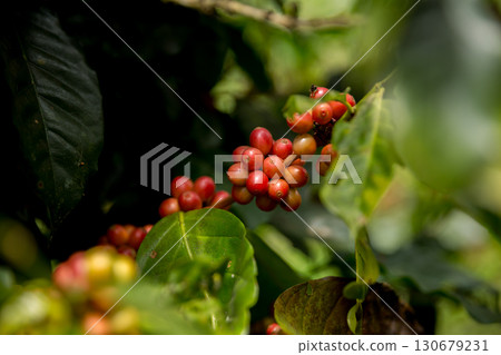 Farmer concept harvest fruit ripe coffee seed robusta arabica berry close up fresh green leaf bean picking orange crop red yellow berries raw plant tree farm growth blur background eco organic garden Farmer concept harvest fruit ripe coffee seed robusta arabica berry close up fresh green leaf bean picking orange crop red yellow berries raw plant tree farm growth blur background eco organic garden 130679231