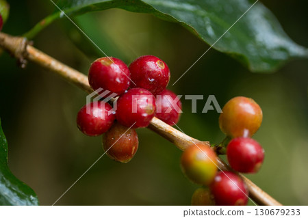 Farmer concept harvest fruit ripe coffee seed robusta arabica berry close up fresh green leaf bean picking orange crop red yellow berries raw plant tree farm growth blur background eco organic garden 130679233