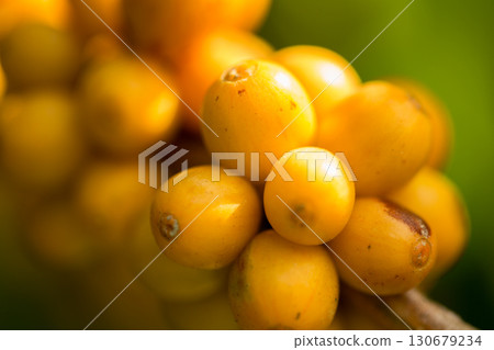 Farmer concept harvest fruit ripe coffee seed robusta arabica berry close up fresh green leaf bean picking orange crop red yellow berries raw plant tree farm growth blur background eco organic garden 130679234