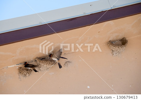 Cliff swallows building mud nests under a building at the Badlands National Park, South Dakota  130679413
