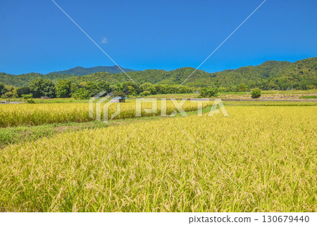 今年的新米:京都嵯峨野的田園風光 今年的新米:京都嵯峨野的田園風光 130679440