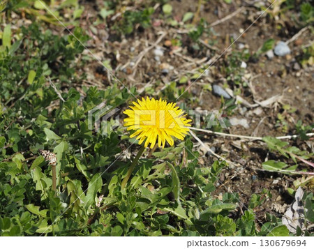 Dandelions blooming in the spring field Dandelions blooming in the spring field 130679694