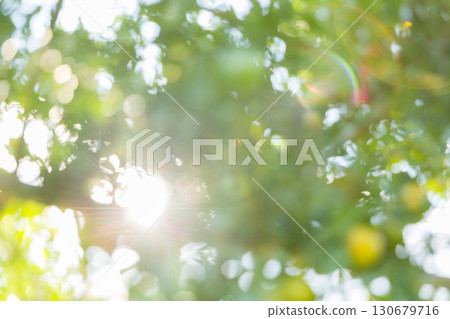 Business concept nature revolves around citrus orchard orange tree are growing, vibrant fruit organic lush leaves creating stunning background, green blur garden of thriving crop ripe laden branches Business concept nature revolves around citrus orchard orange tree are growing, vibrant fruit organic lush leaves creating stunning background, green blur garden of thriving crop ripe laden branches 130679716