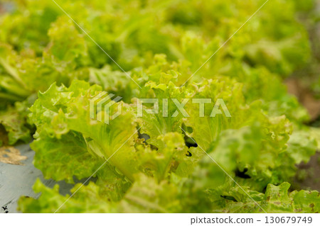 Smart farming techniques hydroponic salad vegetables red oak green lettuce ensuring fresh sustainable produce fresh produce sustainable agriculture promotes healthy eating support local community. 130679749