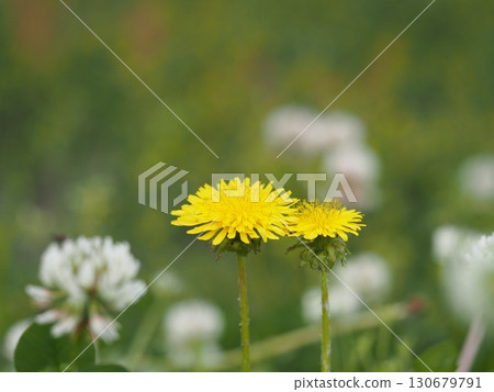 Dandelions blooming in the field 130679791