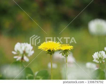 Dandelions blooming in the field 130679792