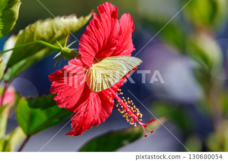 港口盛開的鮮豔芙蓉花和一隻正在吸食花蜜的粉蝶（粉蝶科）。沖繩縣那霸市那霸泊港 - 2025年 130680054