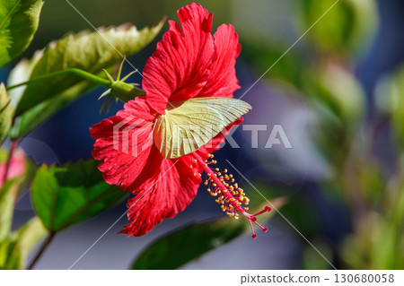 港口盛開的鮮豔芙蓉花和一隻正在吸食花蜜的粉蝶（粉蝶科）。沖繩縣那霸市那霸泊港 - 2025年 130680058