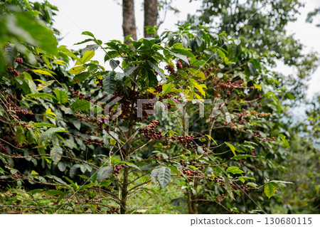 Farmer concept harvest fruit ripe coffee seed robusta arabica berry close up fresh green leaf bean picking orange crop red yellow berries raw plant tree farm growth blur background eco organic garden 130680115