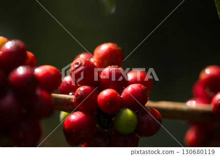 Farmer concept harvest fruit ripe coffee seed robusta arabica berry close up fresh green leaf bean picking orange crop red yellow berries raw plant tree farm growth blur background eco organic garden Farmer concept harvest fruit ripe coffee seed robusta arabica berry close up fresh green leaf bean picking orange crop red yellow berries raw plant tree farm growth blur background eco organic garden 130680119