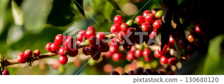Farmer concept harvest fruit ripe coffee seed robusta arabica berry close up fresh green leaf bean picking orange crop red yellow berries raw plant tree farm growth blur background eco organic garden Farmer concept harvest fruit ripe coffee seed robusta arabica berry close up fresh green leaf bean picking orange crop red yellow berries raw plant tree farm growth blur background eco organic garden 130680120