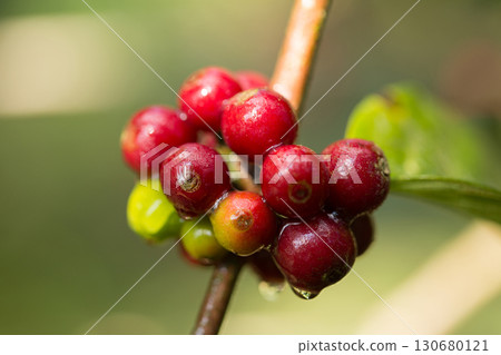 Farmer concept harvest fruit ripe coffee seed robusta arabica berry close up fresh green leaf bean picking orange crop red yellow berries raw plant tree farm growth blur background eco organic garden Farmer concept harvest fruit ripe coffee seed robusta arabica berry close up fresh green leaf bean picking orange crop red yellow berries raw plant tree farm growth blur background eco organic garden 130680121