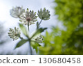 Close-up of white Astrantia flowers — delicate petals 130680458