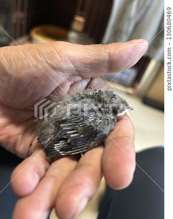 A swallow chick that fell out of the nest. A swallow chick that fell out of the nest. 130680469