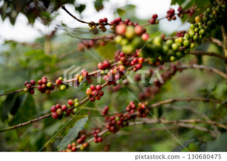 Farmer concept harvest fruit ripe coffee seed robusta arabica berry close up fresh green leaf bean picking orange crop red yellow berries raw plant tree farm growth blur background eco organic garden 130680475
