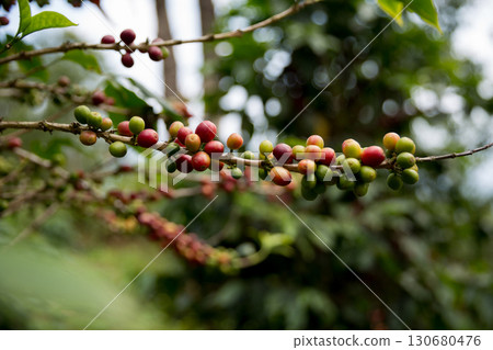 Farmer concept harvest fruit ripe coffee seed robusta arabica berry close up fresh green leaf bean picking orange crop red yellow berries raw plant tree farm growth blur background eco organic garden 130680476