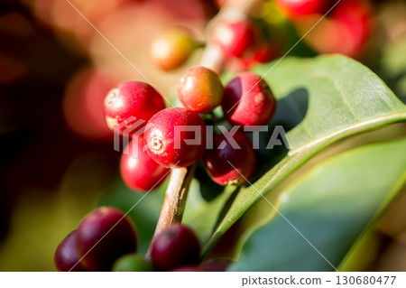 Farmer concept harvest fruit ripe coffee seed robusta arabica berry close up fresh green leaf bean picking orange crop red yellow berries raw plant tree farm growth blur background eco organic garden 130680477