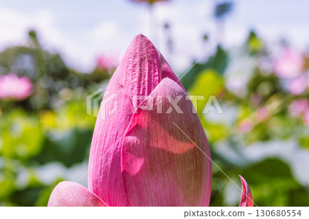 Ancient Lotus Flower 6-13 Ancient Lotus Flower 6-13 130680554