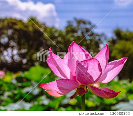Ancient lotus flower 6-22 Ancient lotus flower 6-22 130680563
