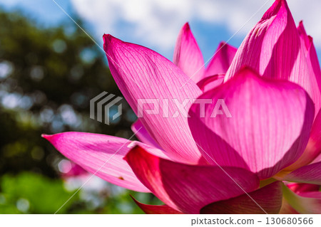 Ancient Lotus Flower 6-25 130680566