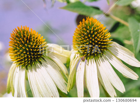 Echinacea flower 6-1 Echinacea flower 6-1 130680694