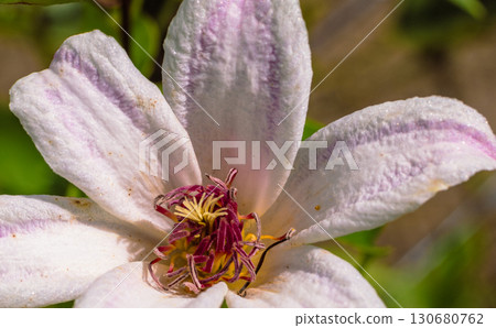 Clematis flower 6-2 Clematis flower 6-2 130680762