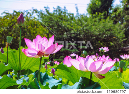 古蓮花7-2 130680797