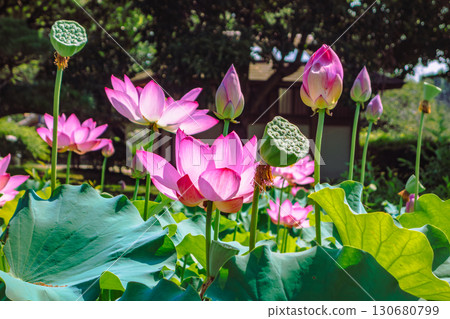 古蓮花7-4 130680799