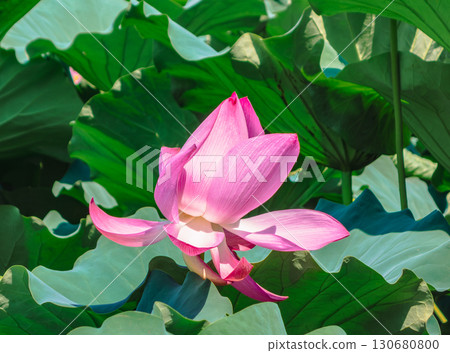 古蓮花7-5 130680800