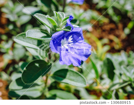 American Blue Flowers and Water Droplets-3 130680915