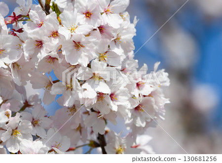 Spring image-close-up of cherry blossom petals in full bloom 130681256