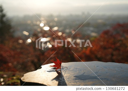 Autumn leaves illuminated by the morning light Autumn leaves illuminated by the morning light 130681272